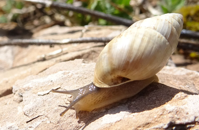 Zebrina detrita (Enidae)........con accoppiamento